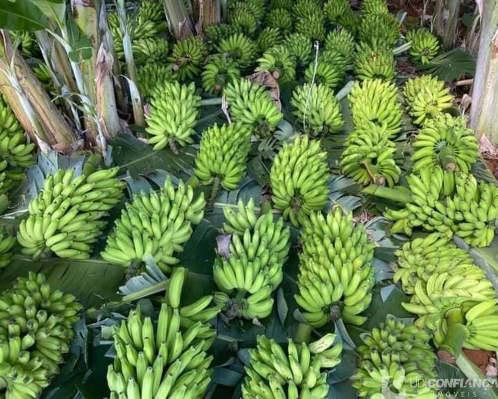Fazenda - Foto 3