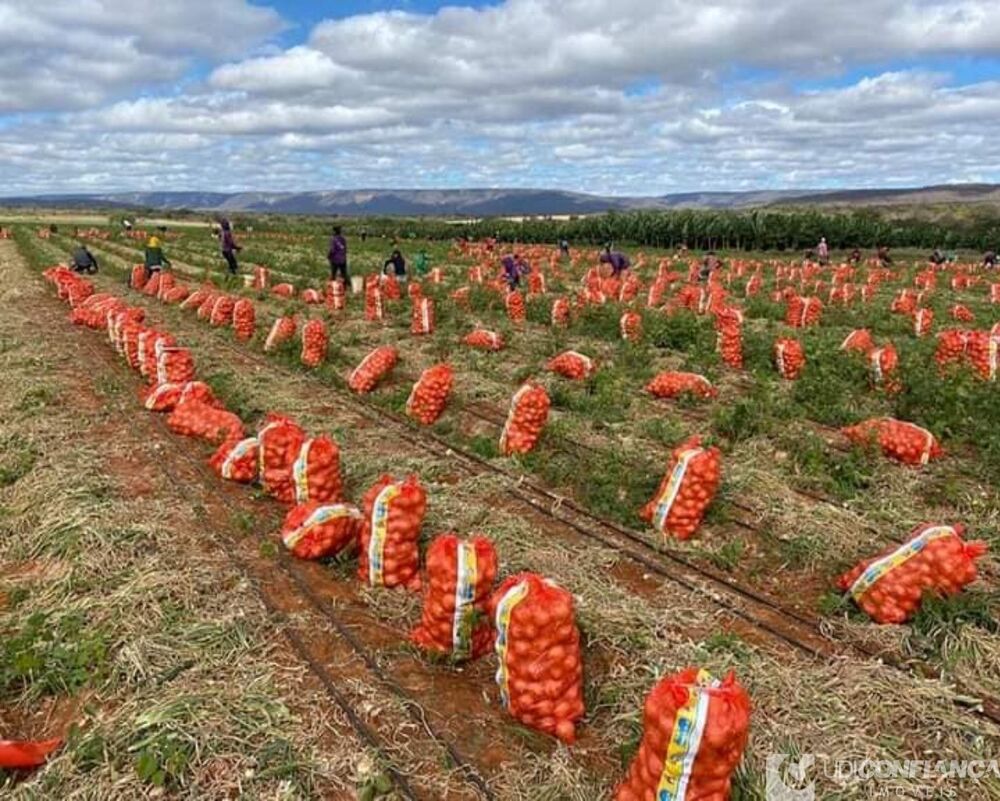 Fazenda - Foto 14