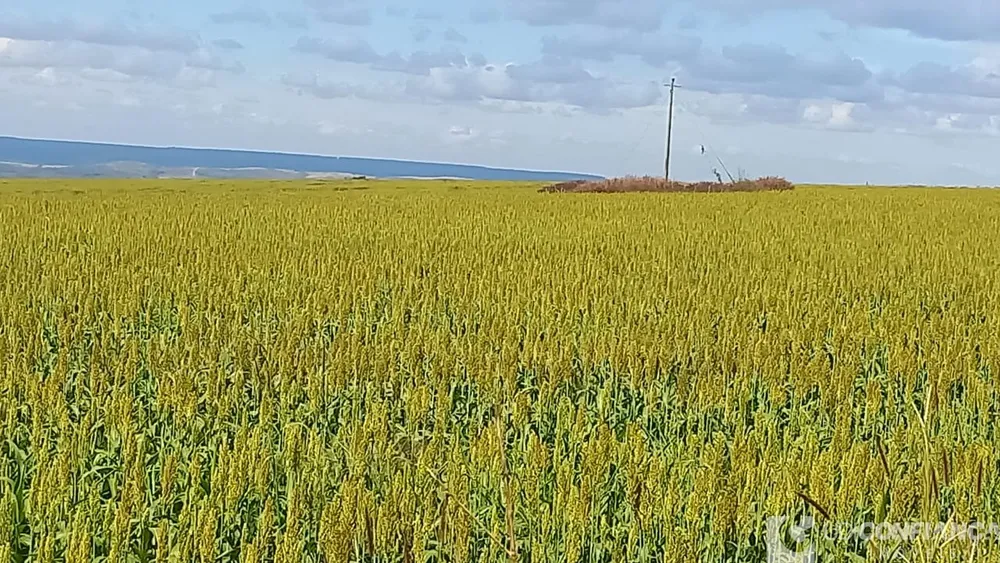 Fazenda - Foto 3