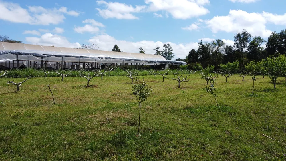 Sítio, 3 quartos, 500 m² - Foto 4