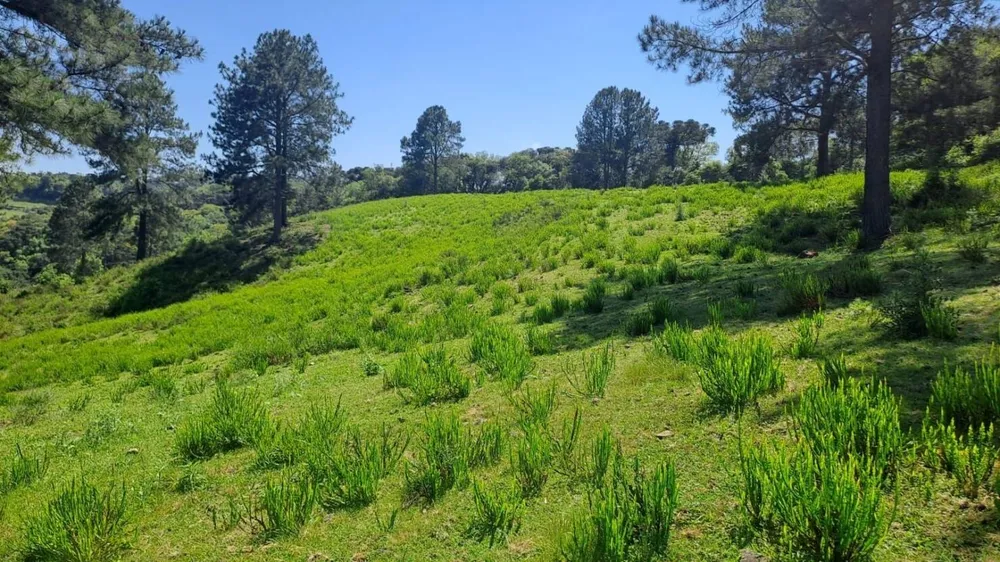 Terreno, 16 hectares - Foto 5