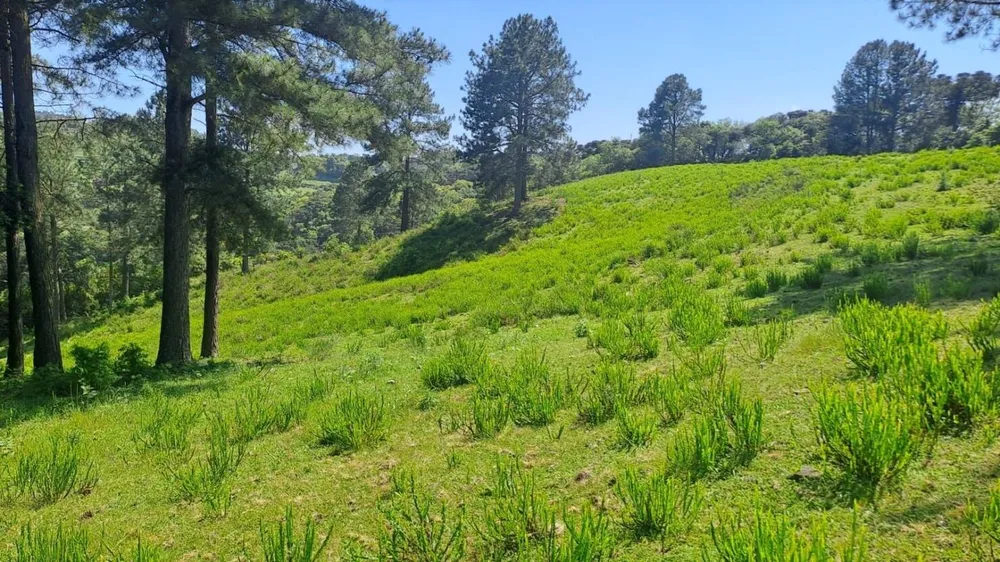 Terreno, 16 hectares - Foto 8