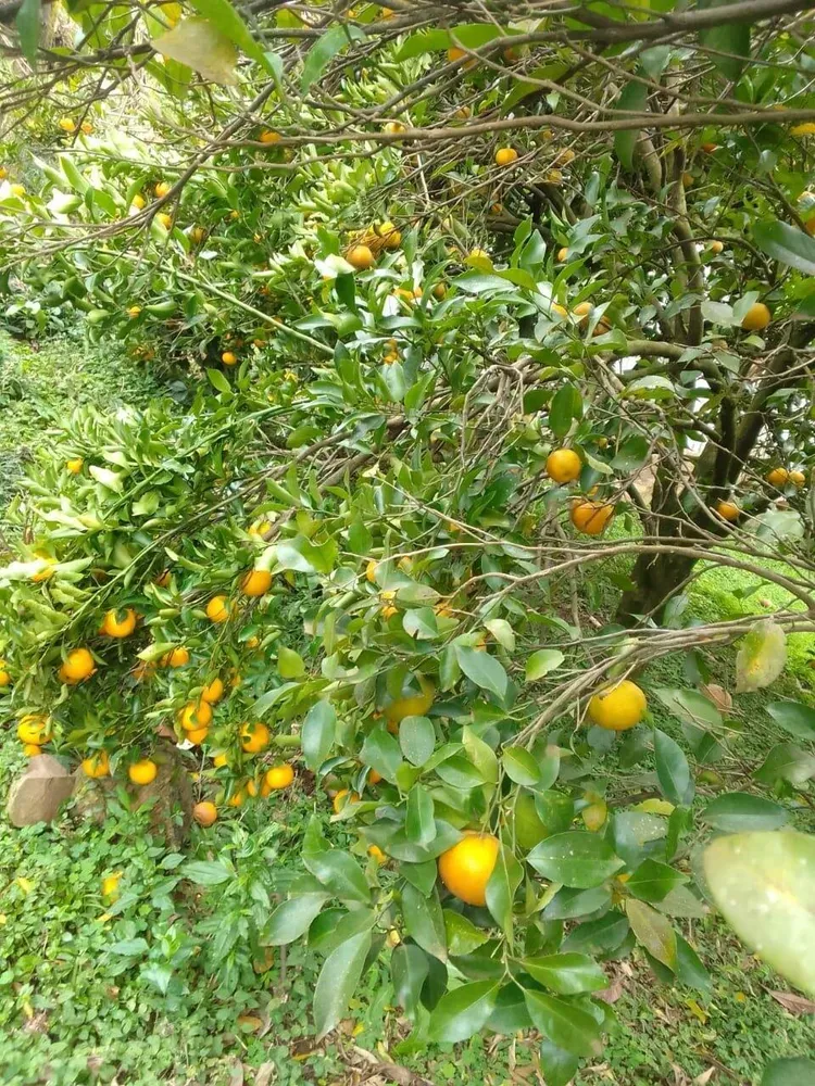 Terreno, 20 hectares - Foto 12