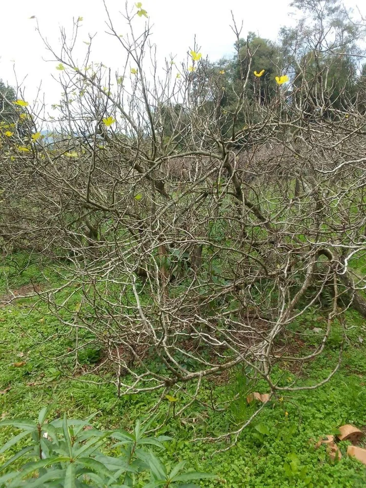Terreno, 20 hectares - Foto 10