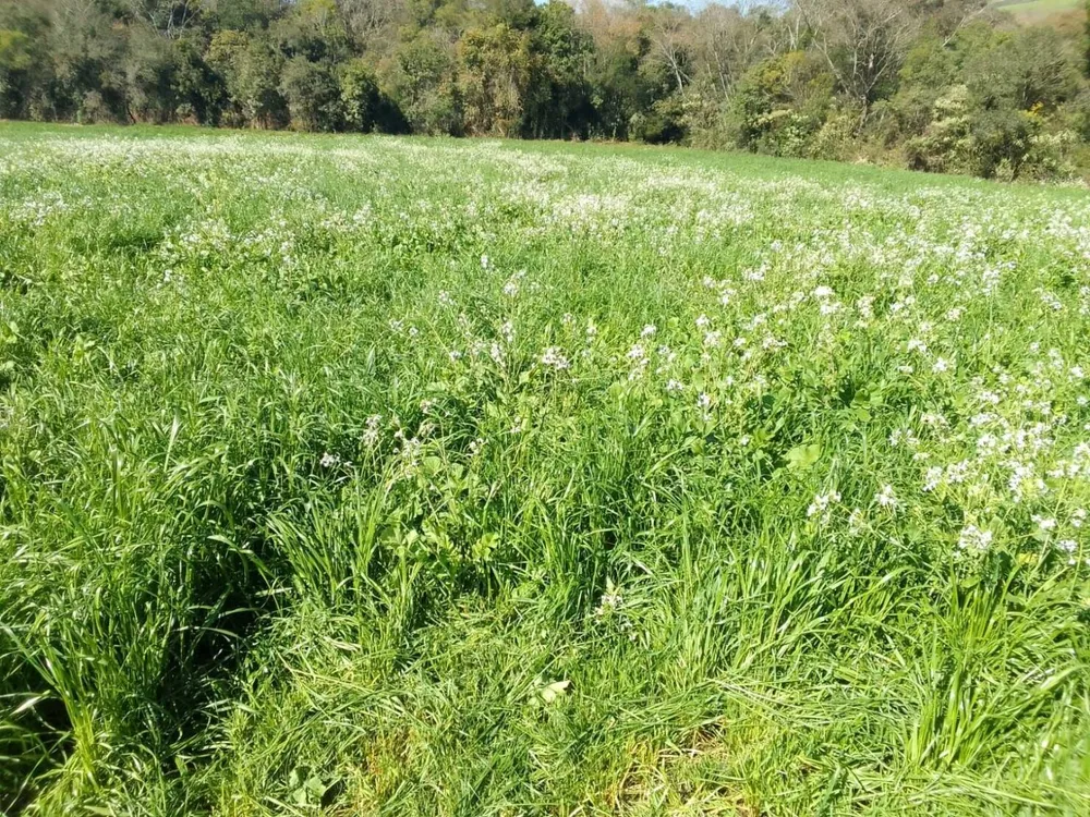 Terreno, 20 hectares - Foto 4