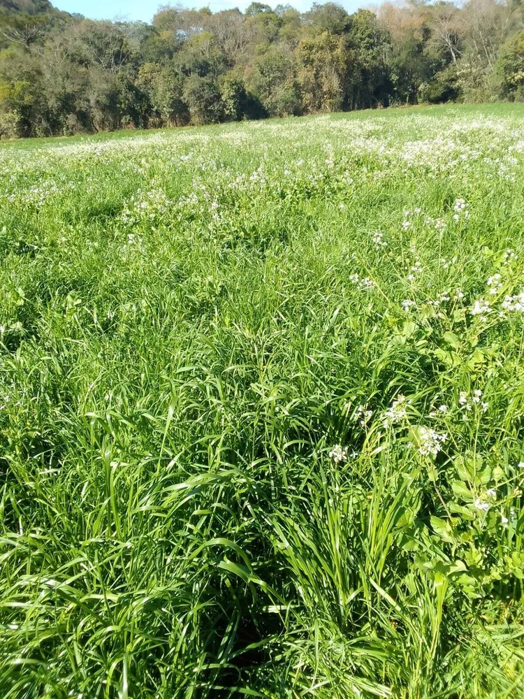 Terreno, 20 hectares - Foto 1
