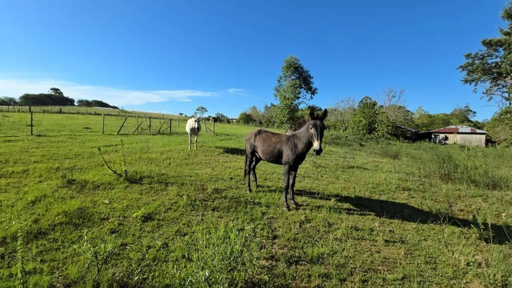 Chácara, 1 quarto, 3 hectares - Foto 4