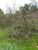 Fazenda, 20 hectares - Foto 3