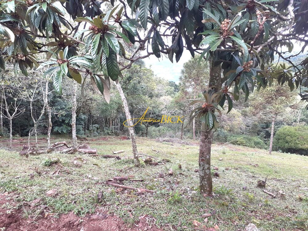 Sítio, 4 quartos, 13 hectares - Foto 2
