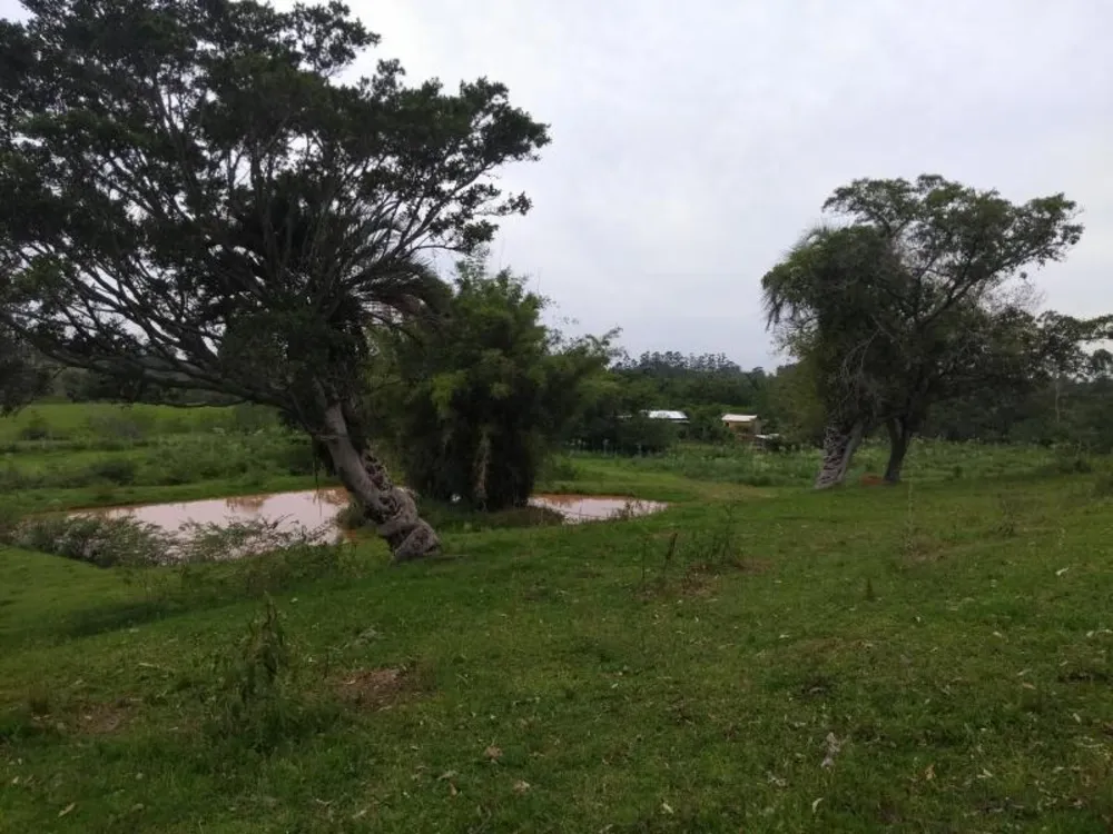 Sítio, 4 hectares - Foto 14