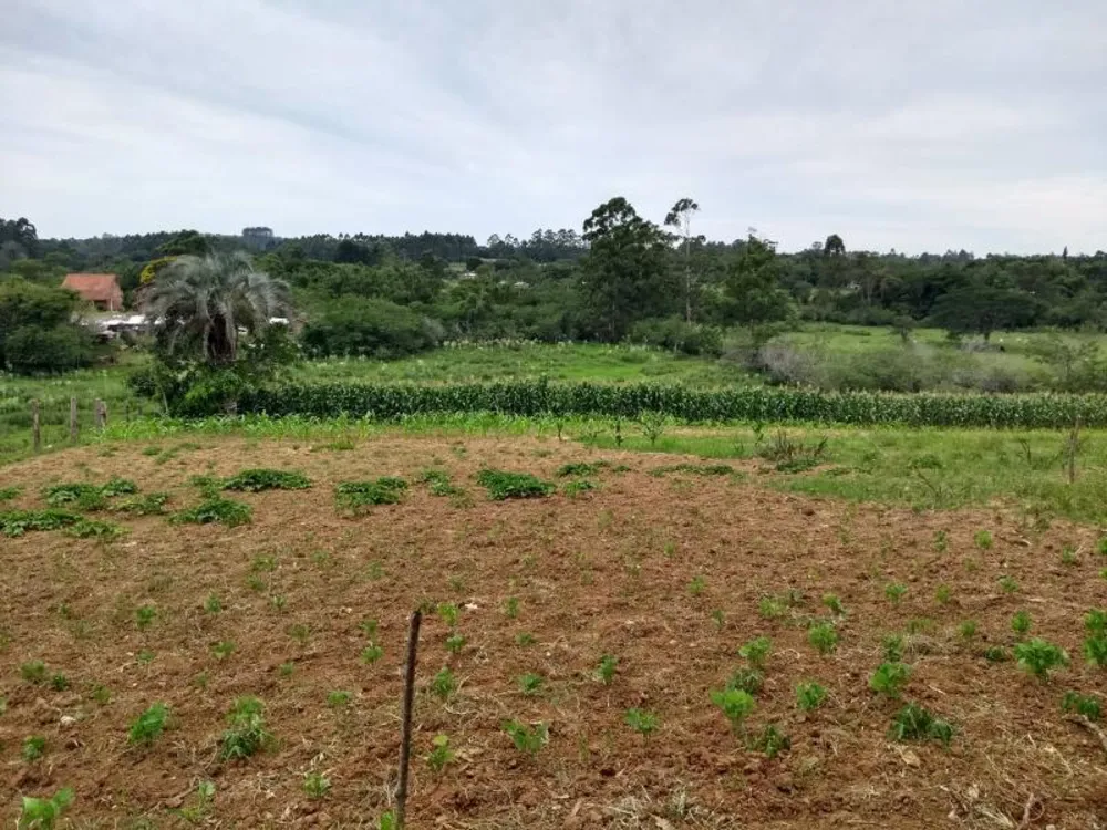 Sítio, 4 hectares - Foto 16