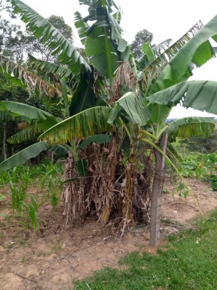 Sítio, 4 hectares - Foto 17