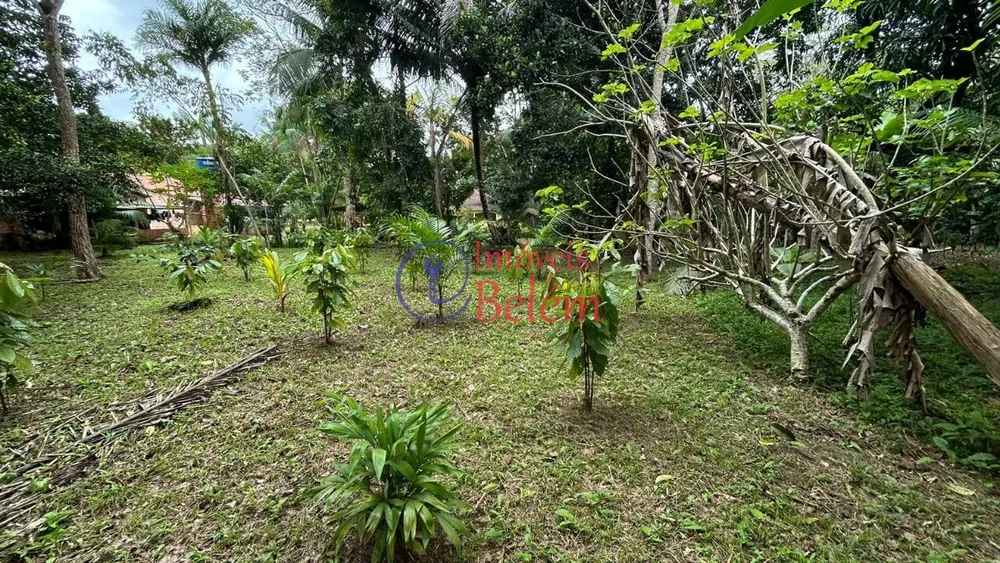 Casa, 4 quartos - Foto 6