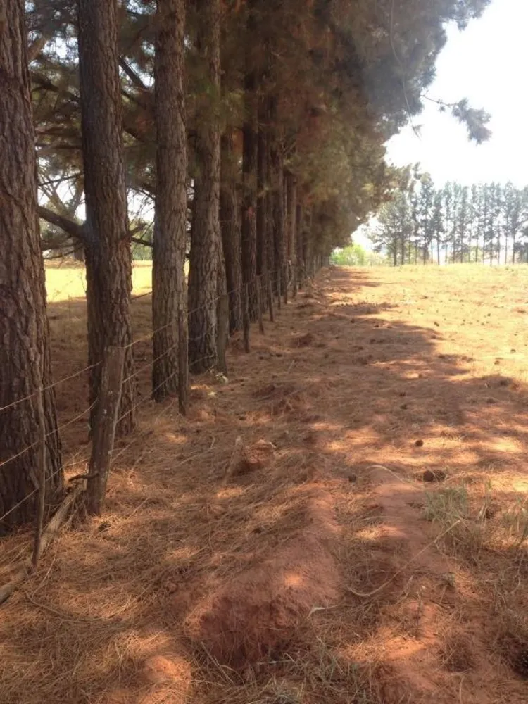 Terreno, 2 hectares - Foto 12