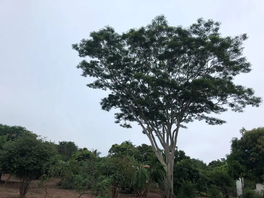 Chácara, 1 quarto, 5000 m² - Foto 9