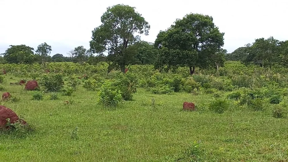 Fazenda, 402 hectares - Foto 11