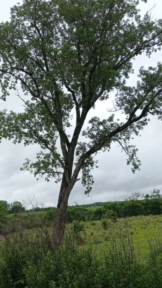 Fazenda, 402 hectares - Foto 10