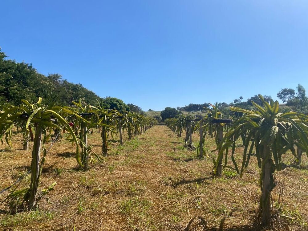 Sítio à venda com 4 quartos, 242000m² - Foto 6