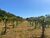 Sítio, 4 quartos, 24 hectares - Foto 6