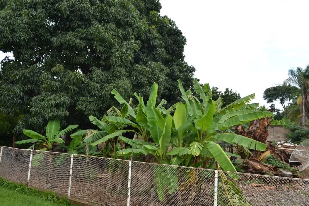 Terreno, 2 hectares - Foto 10