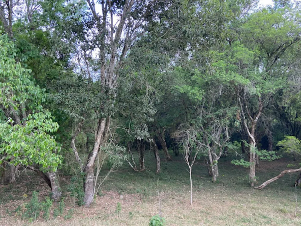 Sítio, 2 quartos, 6000 m² - Foto 2