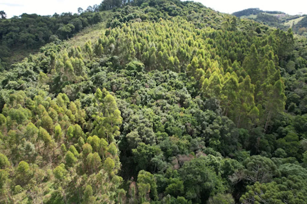 Terreno, 4 hectares - Foto 1