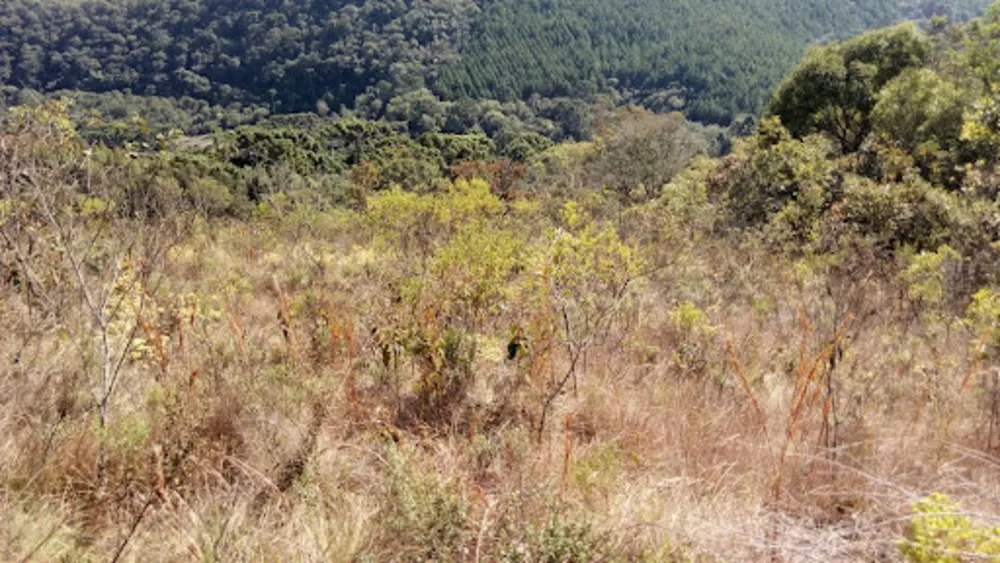 Terreno, 12 hectares - Foto 1