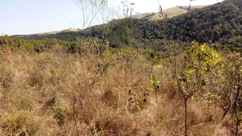 Terreno, 12 hectares - Foto 3