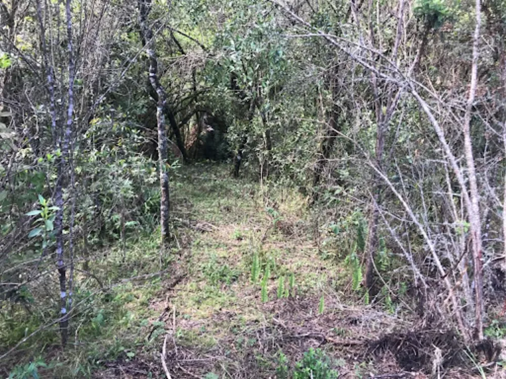 Terreno, 12 hectares - Foto 4