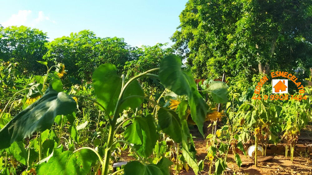 Casa, 3 quartos, 980 m² - Foto 12