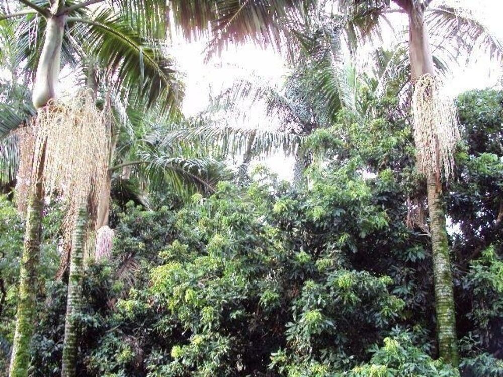 Chácara, 1 quarto, 2 hectares - Foto 3