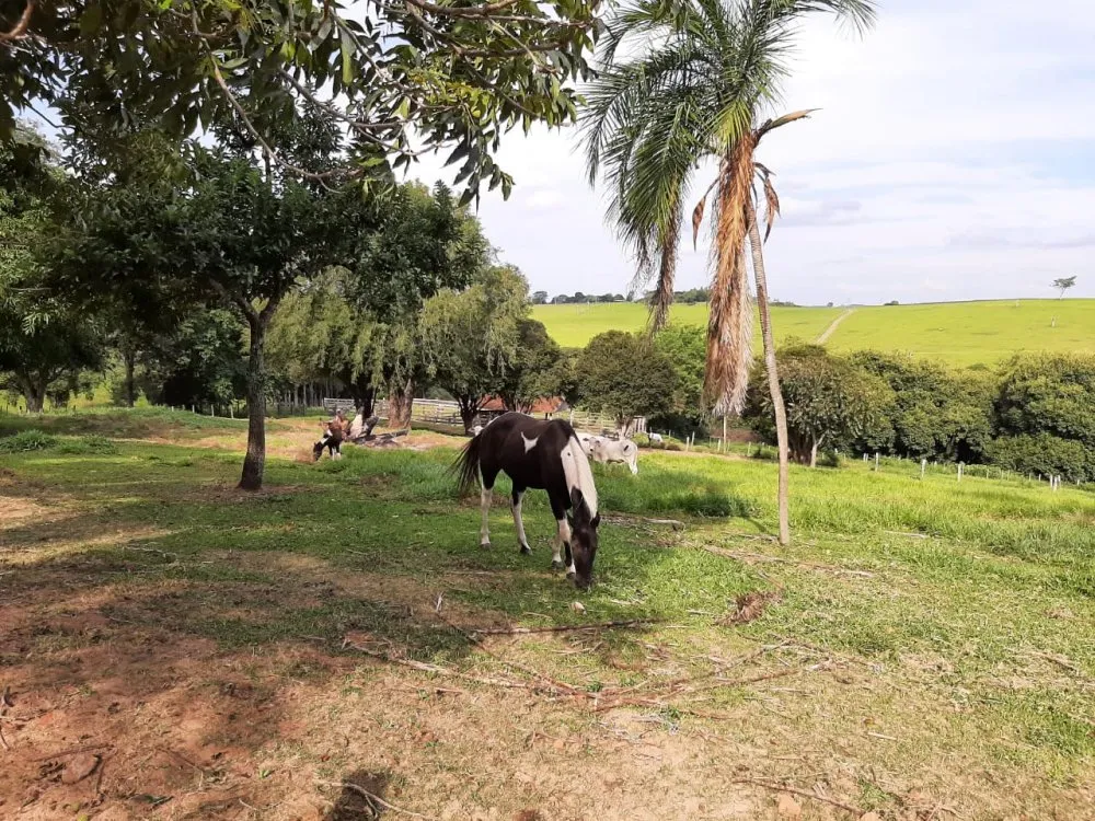 Fazenda, 41 hectares - Foto 1