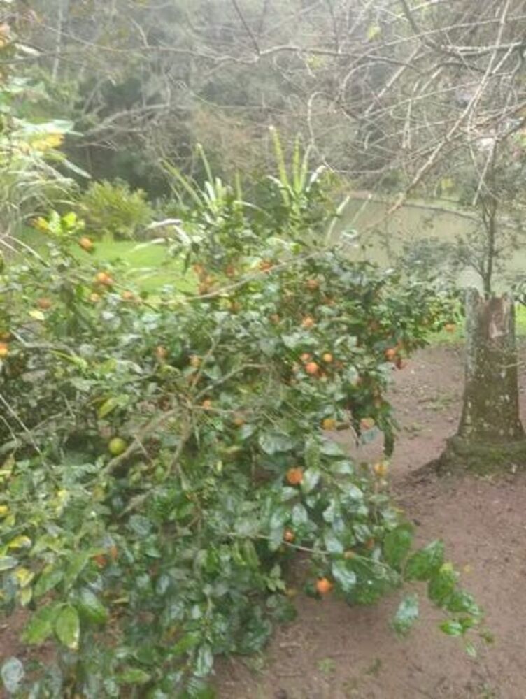 Chácara, 5 quartos - Foto 3