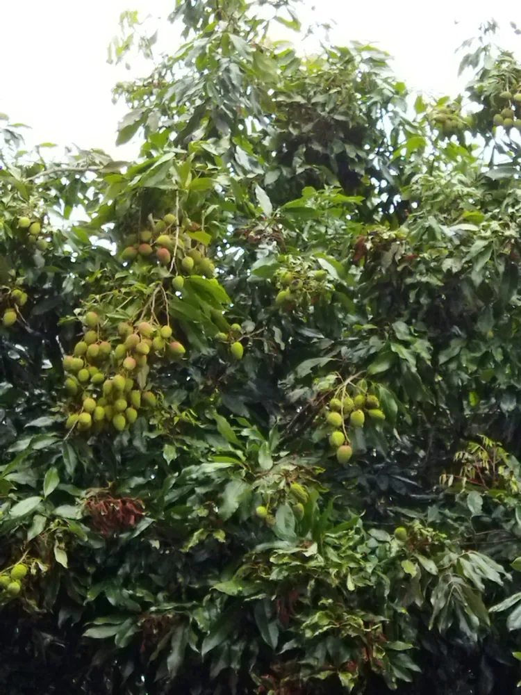 Chácara, 2 quartos - Foto 8