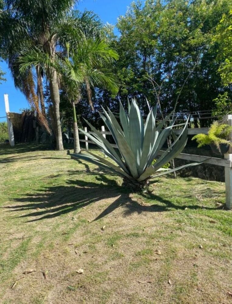 Sítio à venda com 4 quartos, 30000m² - Foto 8