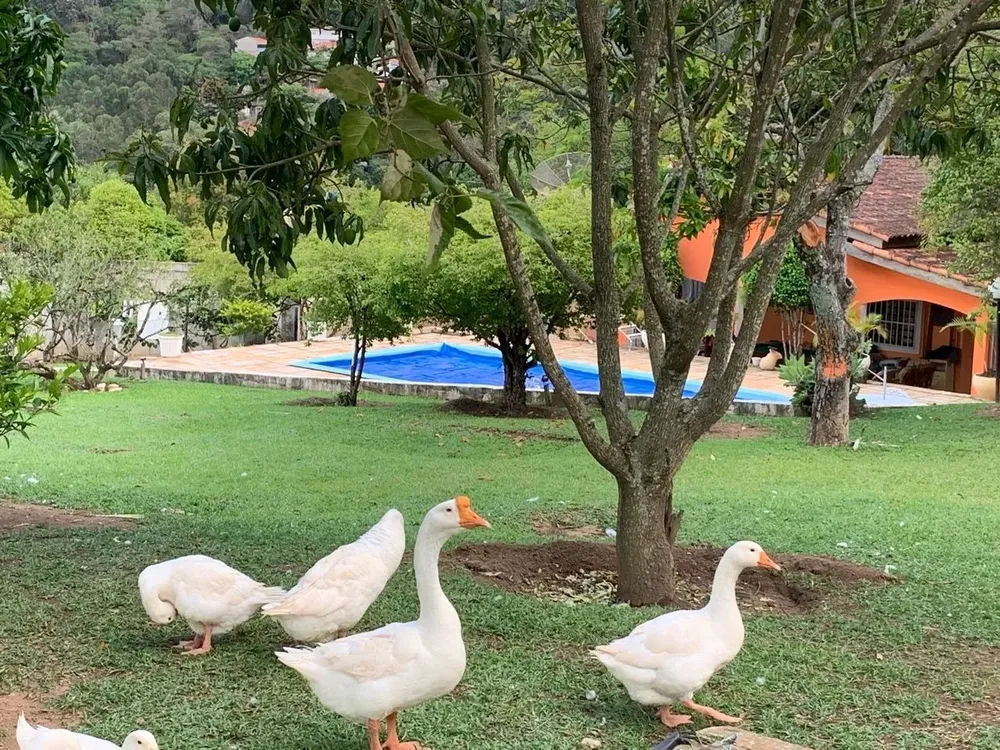 Chácara, 5 quartos - Foto 3