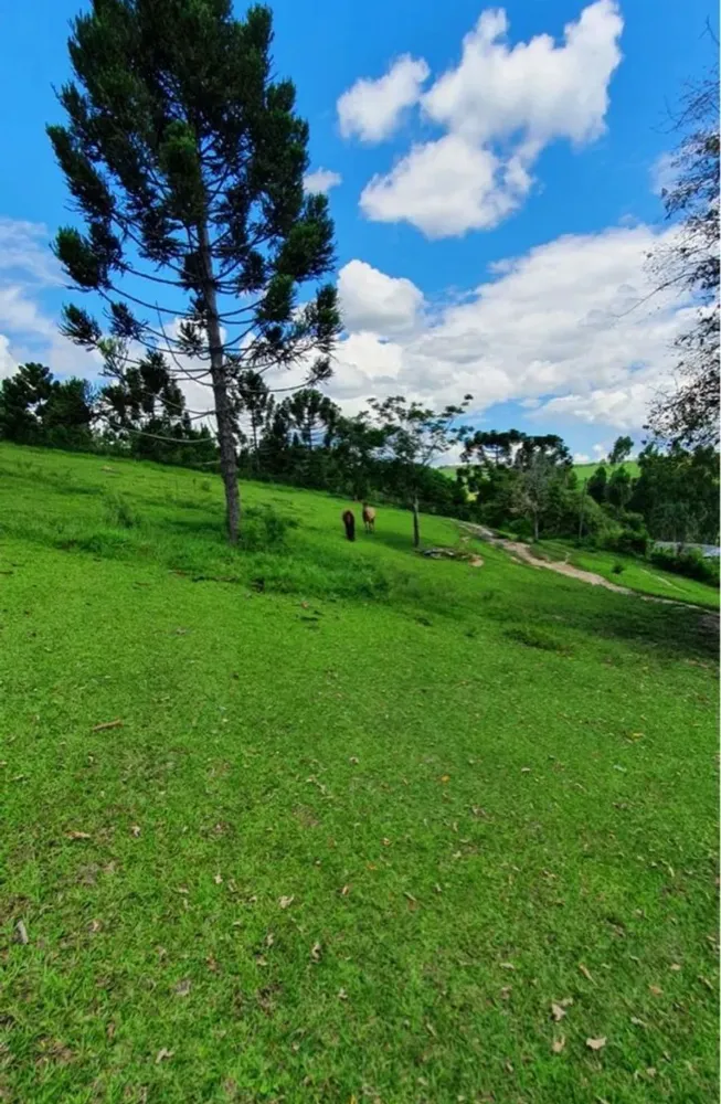 Sítio, 4 quartos, 3600 m² - Foto 8