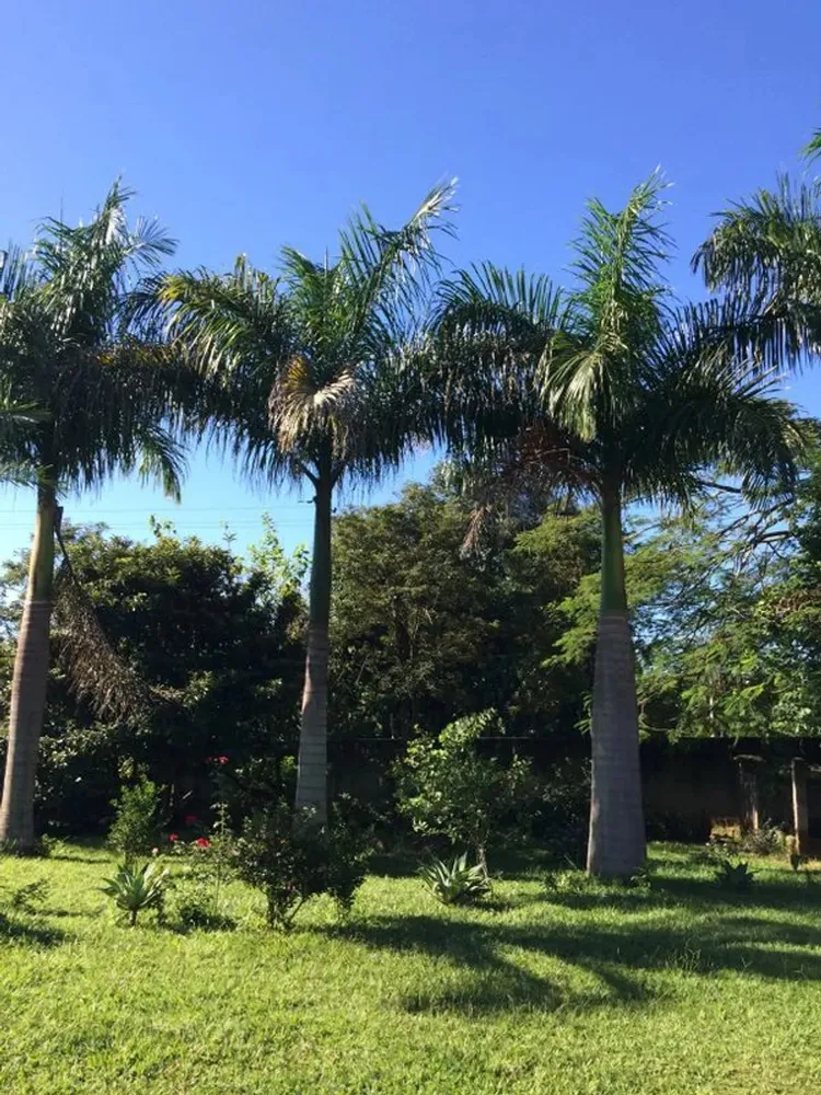 Chácara, 2 quartos, 5000 m² - Foto 13