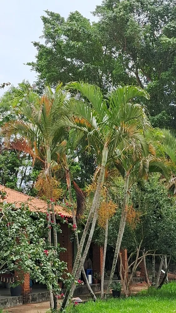 Chácara, 3 quartos - Foto 6