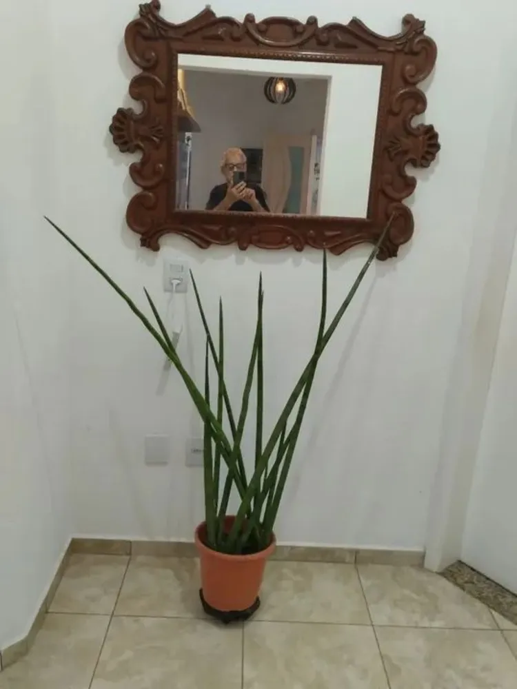 Chácara, 3 quartos - Foto 6