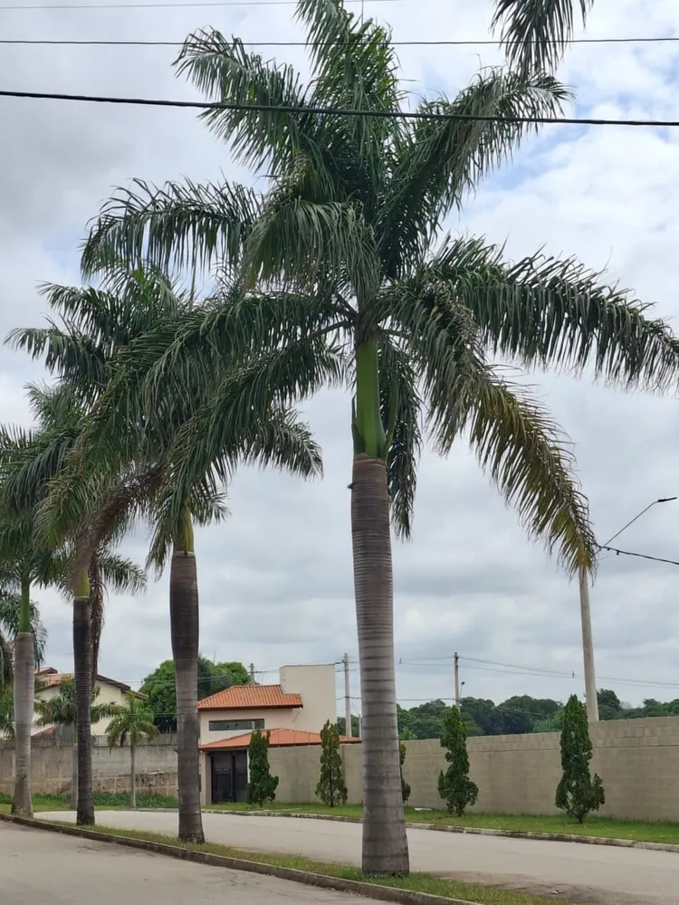 Terreno, 265 m² - Foto 6