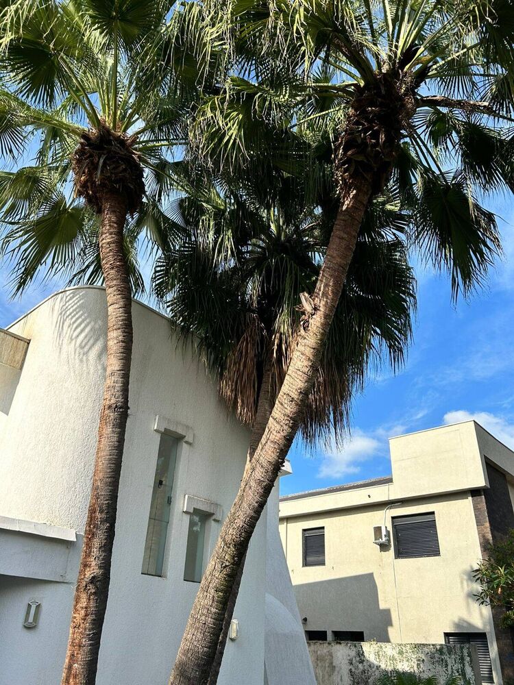 Casa à venda e aluguel com 4 quartos - Foto 1