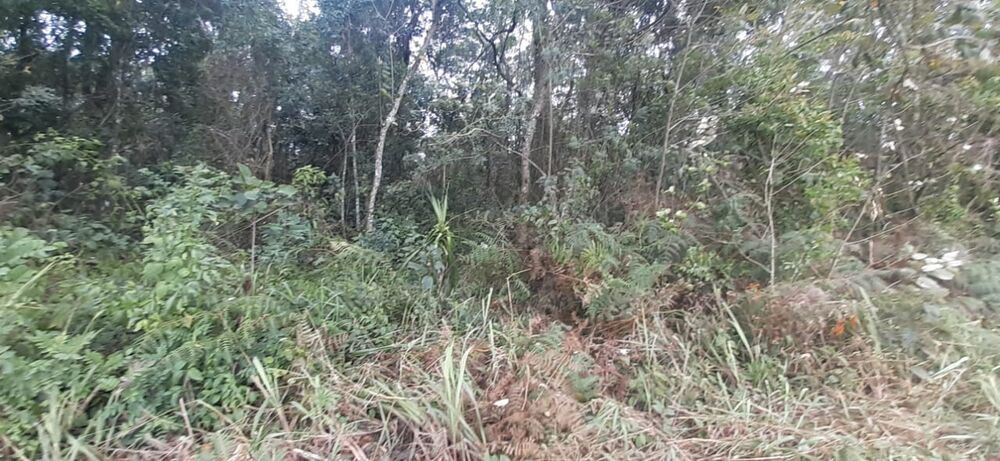 Terreno, 10 hectares - Foto 4