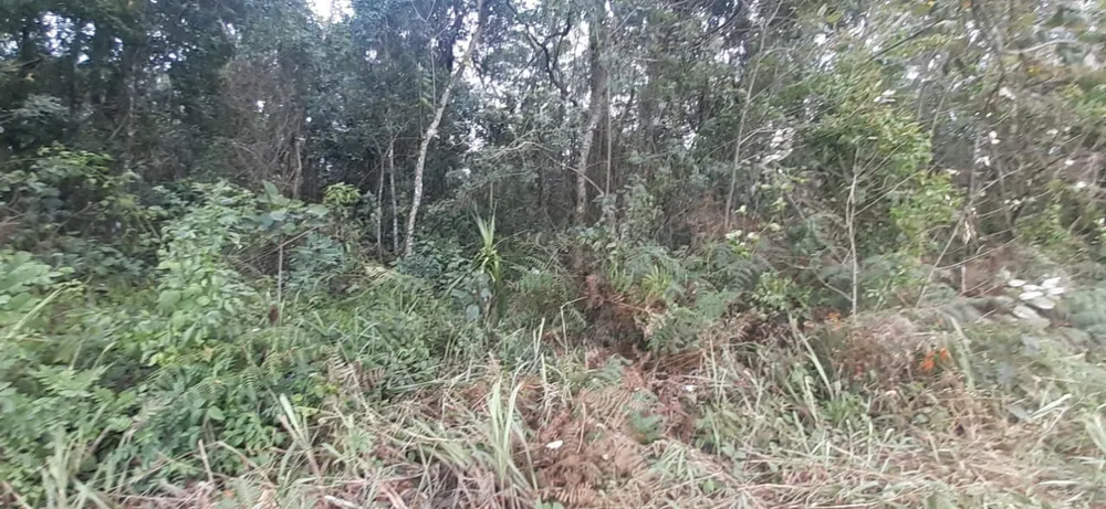 Terreno, 10 hectares - Foto 7
