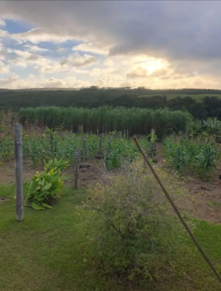 Sítio, 3 quartos, 4 hectares - Foto 11