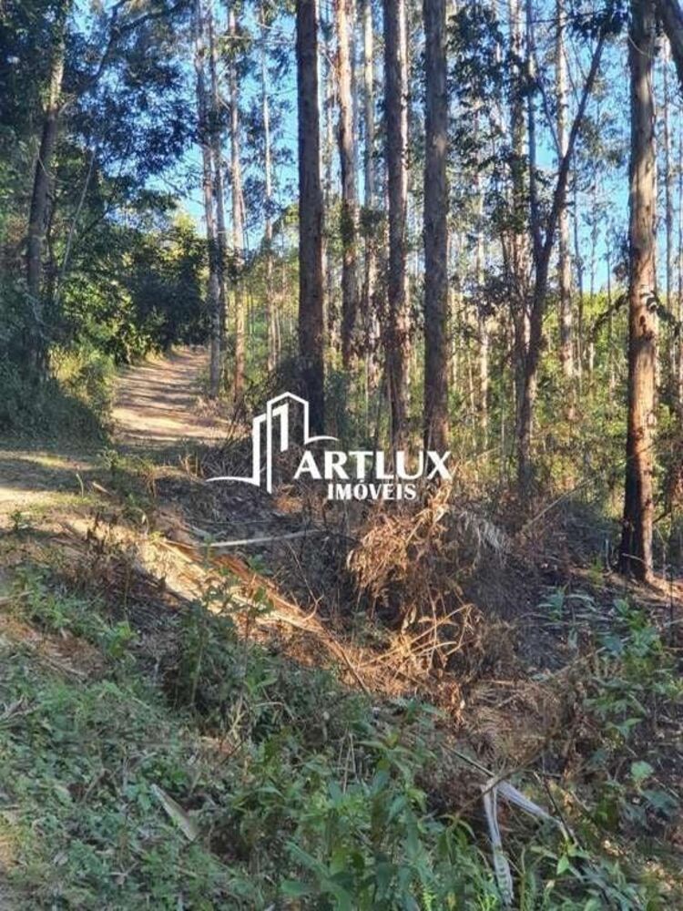 Terreno, 3 hectares - Foto 3