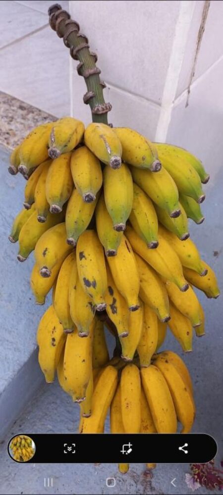 Sítio, 1 quarto, 900 m² - Foto 18