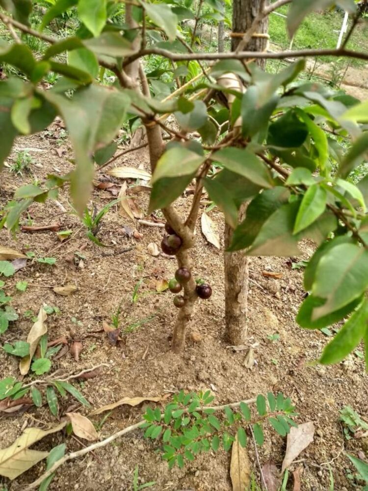 Sítio, 1 quarto, 900 m² - Foto 14