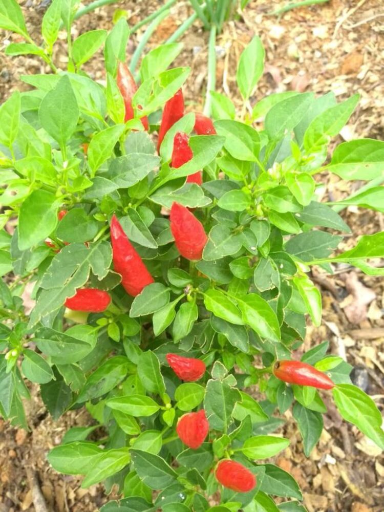 Sítio, 1 quarto, 900 m² - Foto 16