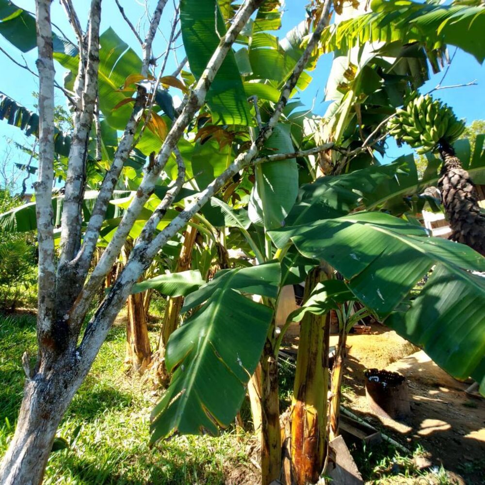 Sítio, 1 quarto, 900 m² - Foto 13